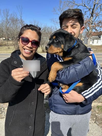 Kinsley, a Rottweiler puppy from Pawrade