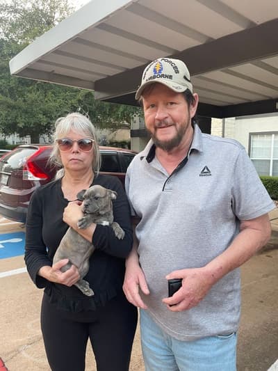Addison, a Frenchton puppy from Pawrade