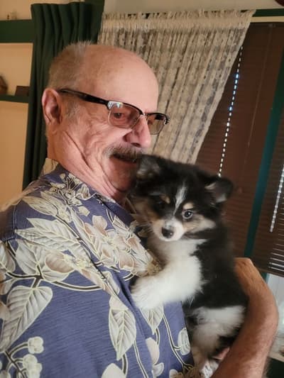 Tika, a Pomeranian puppy from Pawrade