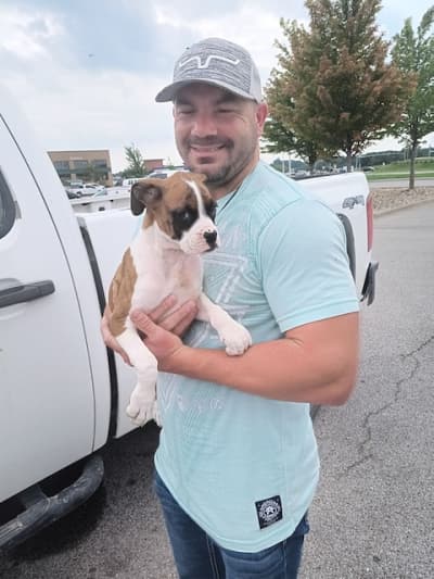 Kingston, a Boxer puppy from Pawrade