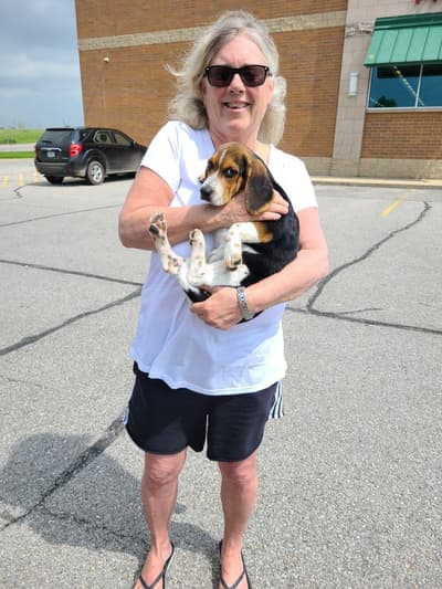 Juno, a Beagle puppy from Pawrade