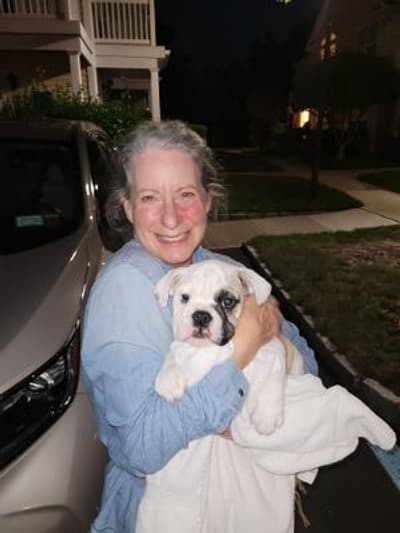 Jilly, a English Bulldog puppy from Pawrade