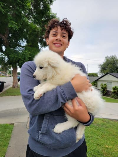 Silas, a Samoyed puppy from Pawrade
