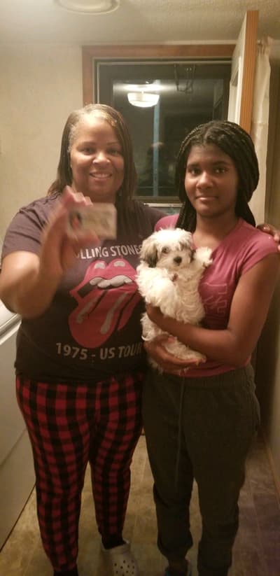 Oakley, a Shichon puppy from Pawrade