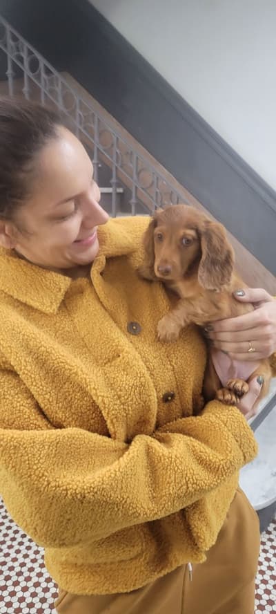 Ceasar, a Dachshund puppy from Pawrade