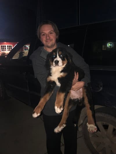 Nala, a Bernese Mountain Dog puppy from Pawrade