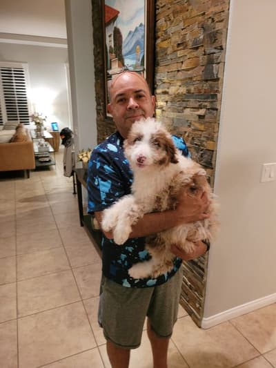Milo, a Aussiedoodle puppy from Pawrade