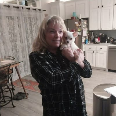 Harrietta, a Chi-Poo - Chipoo puppy from Pawrade