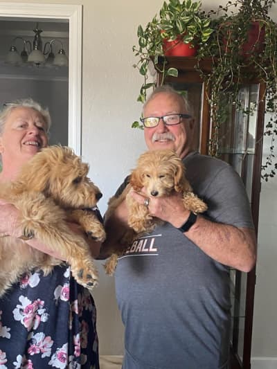 Felicity, a Goldendoodle, Mini puppy from Pawrade