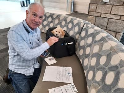 Remi, a Goldendoodle, Mini puppy from Pawrade