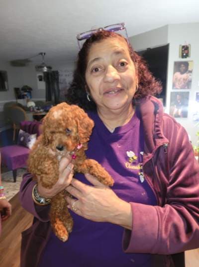 Jason, a Poodle, Miniature puppy from Pawrade