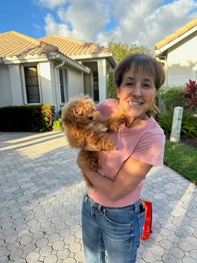 Brent, a Shih-Poo - Shihpoo puppy from Pawrade