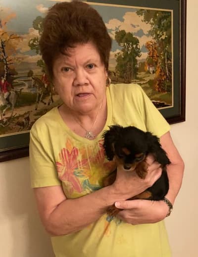 Joselyn, a Cavalier King Charles Spaniel puppy from Pawrade
