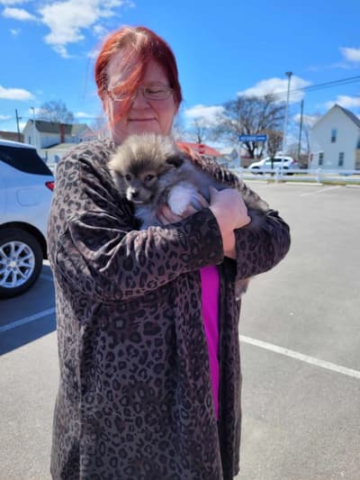 Danni, a Pomsky puppy from Pawrade