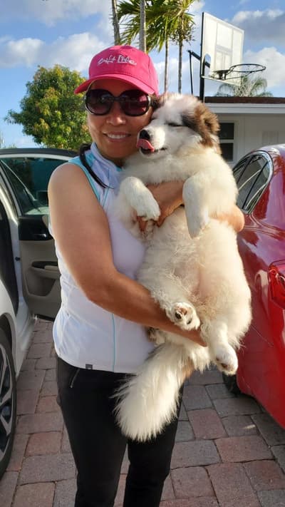 Luna, a Pomsky puppy from Pawrade
