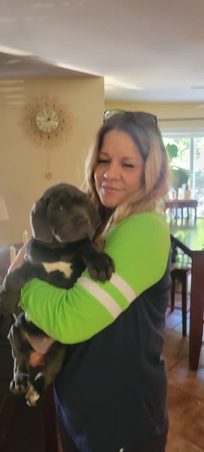 Harmony, a Cane Corso Mastiff puppy from Pawrade