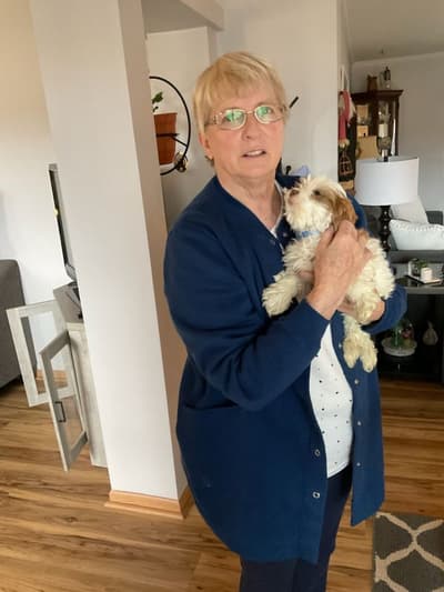 Benny, a Shih-Poo - Shihpoo puppy from Pawrade