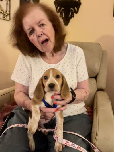 Kimmy, a Beagle puppy from Pawrade