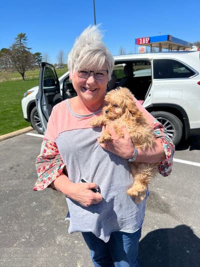 Ally, a Cavapoo puppy from Pawrade