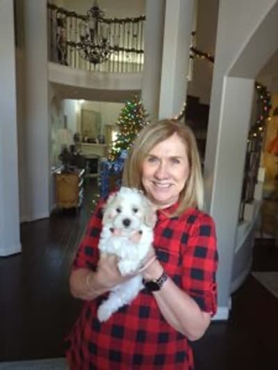 Dover, a Malti Poo - Maltipoo puppy from Pawrade