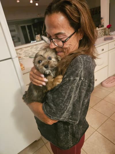 Cedar, a Shorkie puppy from Pawrade
