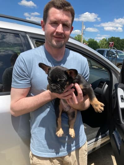 Kyle, a French Bulldog puppy from Pawrade