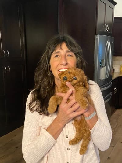 Carlos, a Goldendoodle, Mini puppy from Pawrade
