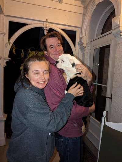 Trinity, a English Bulldog puppy from Pawrade