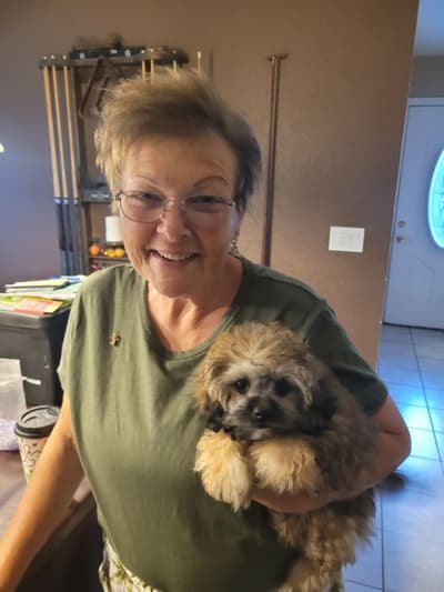 Gracie, a Shih-Poo - Shihpoo puppy from Pawrade