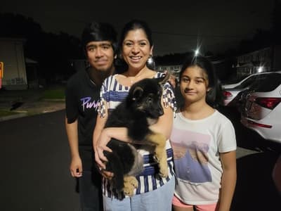 Layton, a German Shepherd puppy from Pawrade