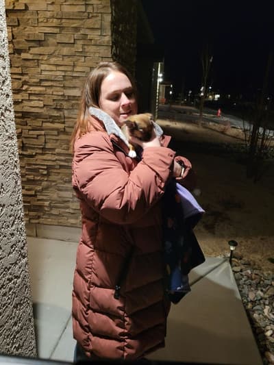 Tulip, a Chihuahua puppy from Pawrade