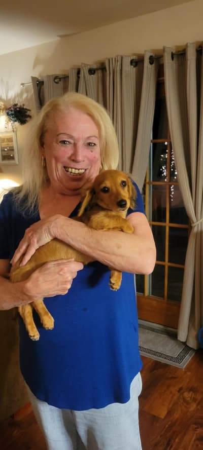 Melody, a Dachshund, Mini puppy from Pawrade