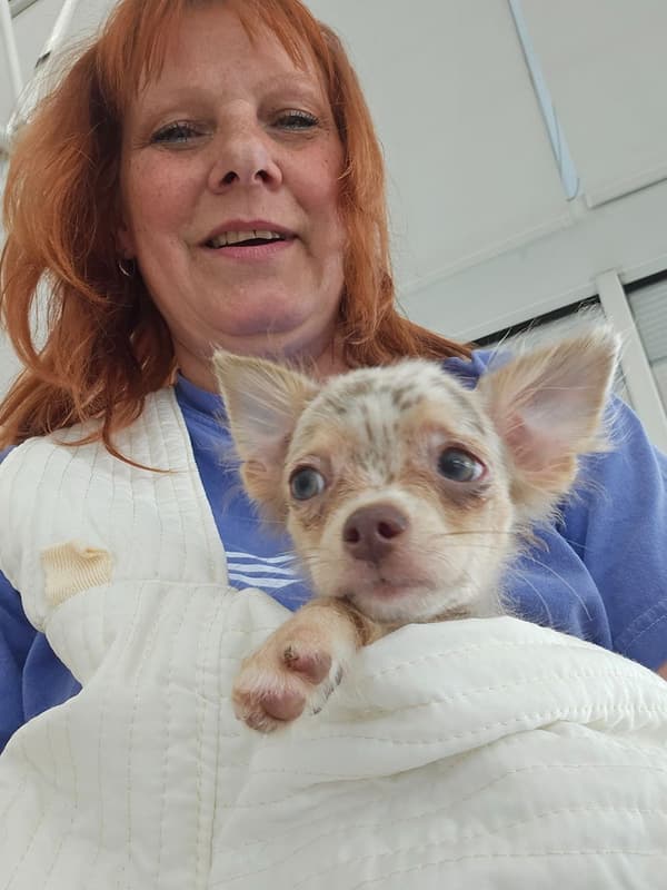 Customer photo of Chihuahua puppy from James K.