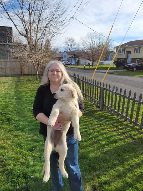 Customer photo of English Golden Retriever puppy from Joni R. 