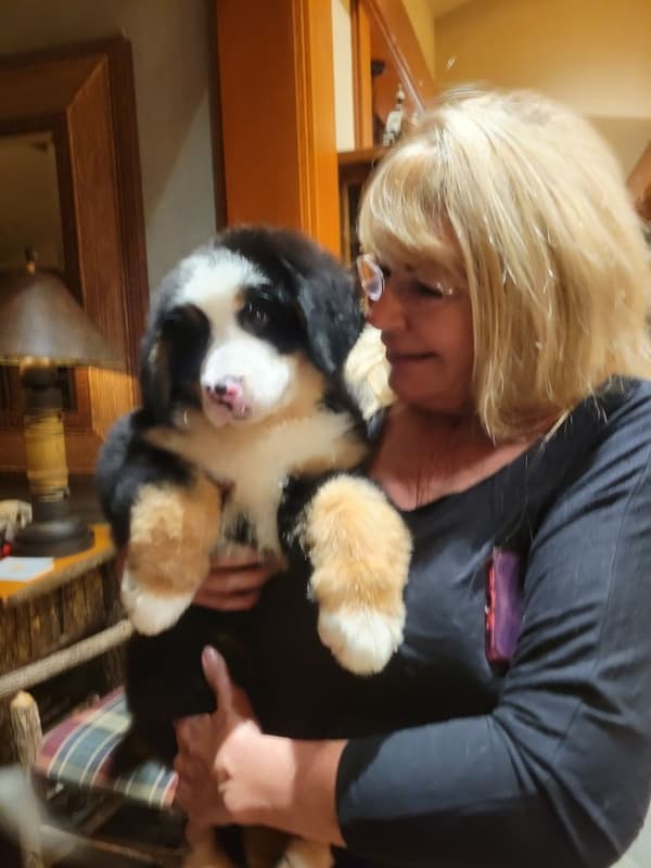Customer photo of Bernese Mountain Dog puppy from Theresa  R. 