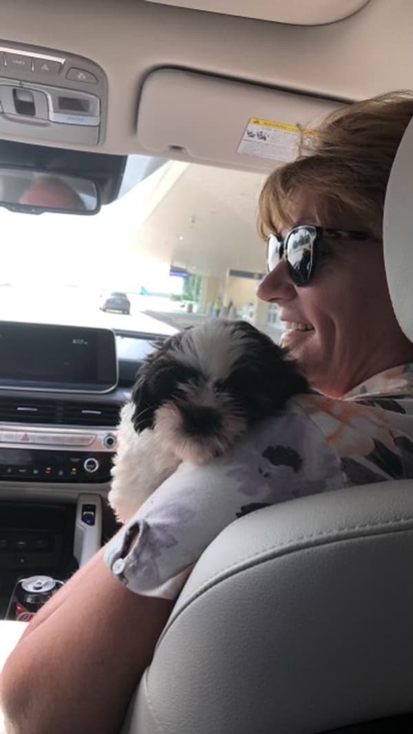 Customer photo of Shih Tzu puppy from Paul G.