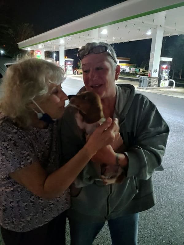 Customer photo of Dachshund, Mini puppy from Grace M.