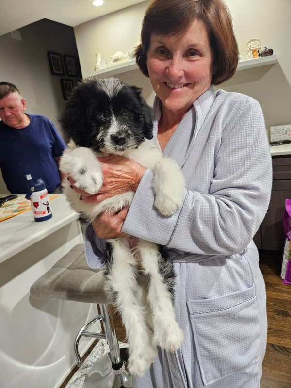 Customer photo of Portuguese Water Dog puppy from Patrick M.