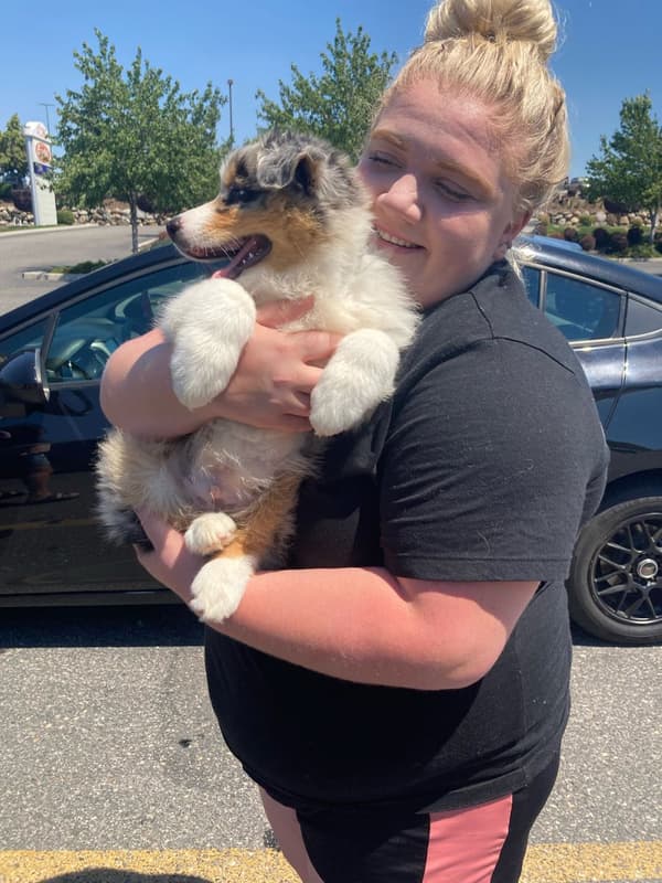 Customer photo of Australian Shepherd puppy from Alexa G.