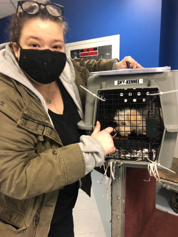 Customer photo of Havanese puppy from Jenn L.