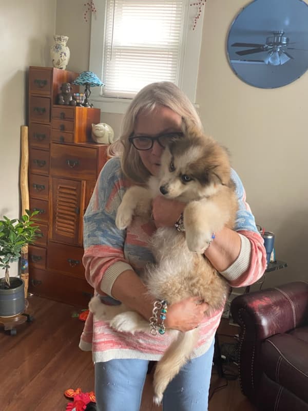 Customer photo of Pomsky puppy from Paula P.