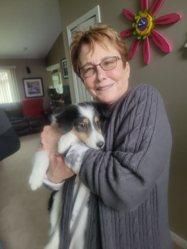 Customer photo of Shetland Sheepdog - Sheltie puppy from Joann R. 