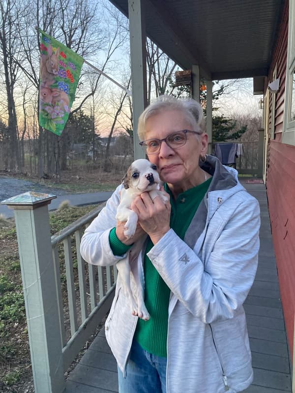 Customer photo of Boston Terrier puppy from Deb F.
