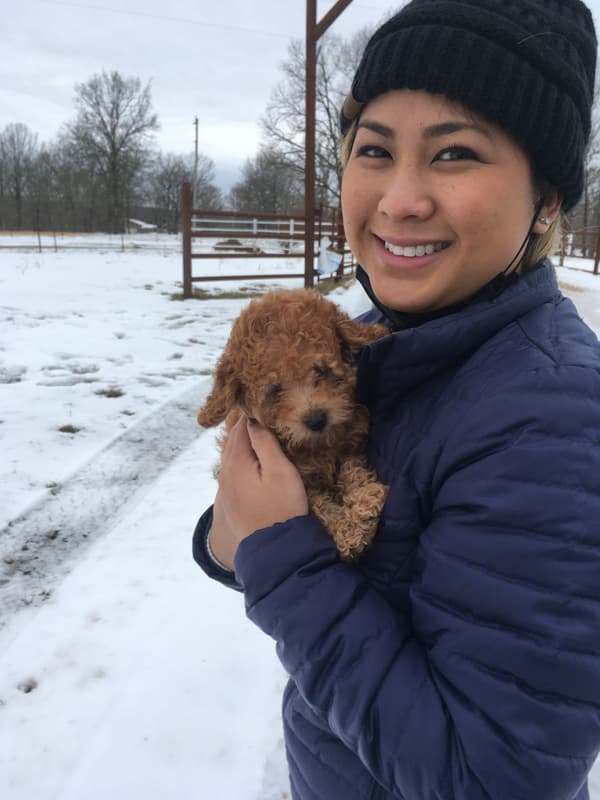 Customer photo of Poodle, Toy puppy from Nicole C.