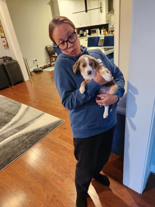 Customer photo of Beagle puppy from Norman B.