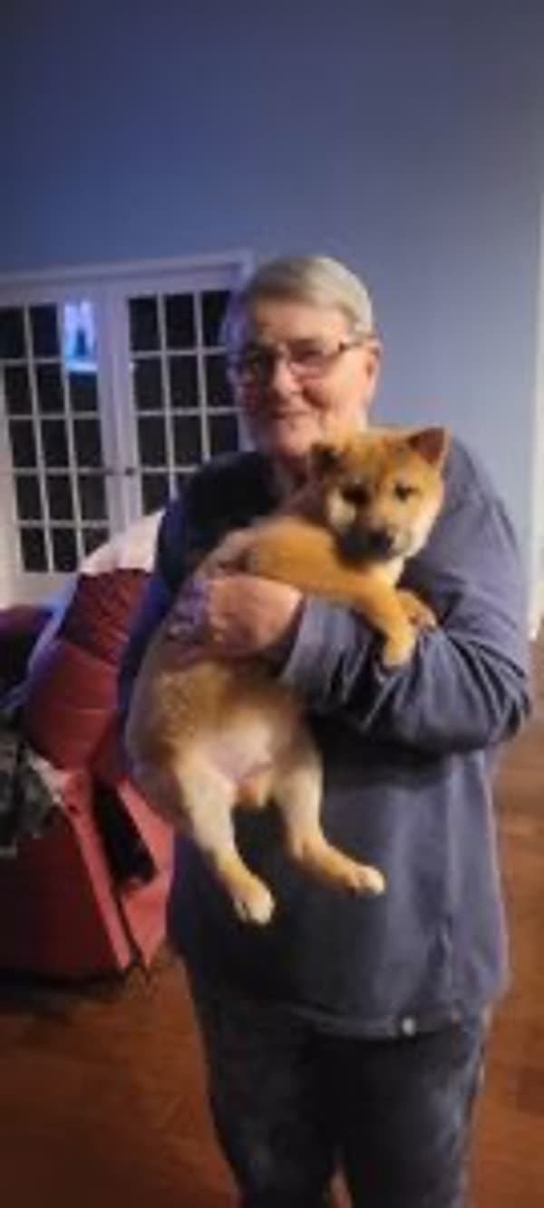 Customer photo of Shiba Inu puppy from Veronica S.