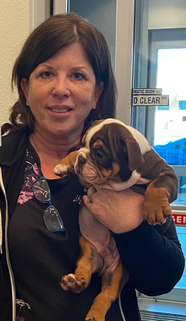 Customer photo of English Bulldog puppy from Darcy F.