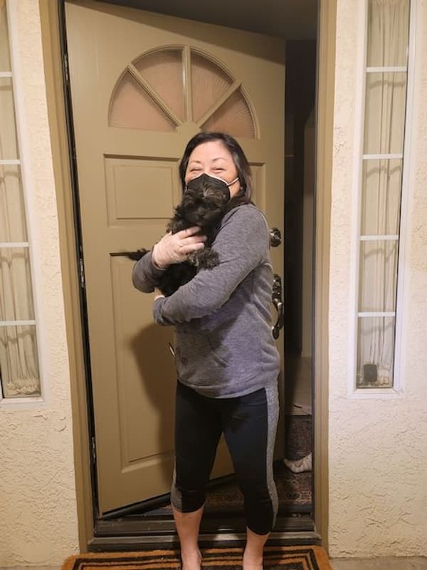 Customer photo of Shorkie puppy from Shirley Masuda