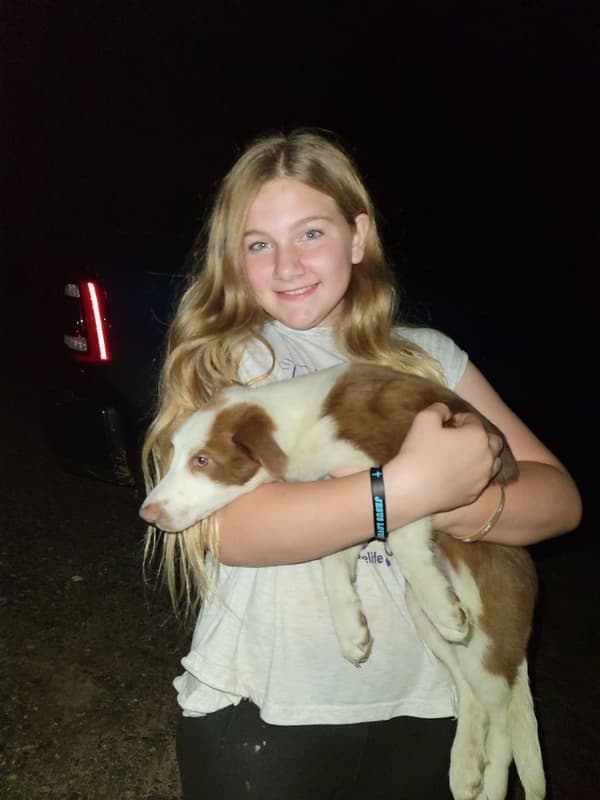 Customer photo of Border Collie puppy from Phillip W.