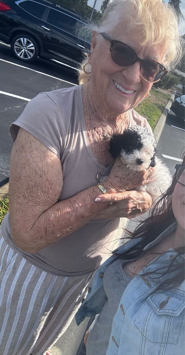 Customer photo of Poodle, Toy puppy from Rebecca B.